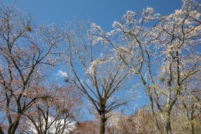 吉野山的樱花