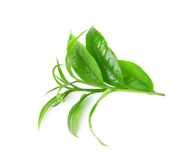 白色背景上孤立的绿茶叶子摄影