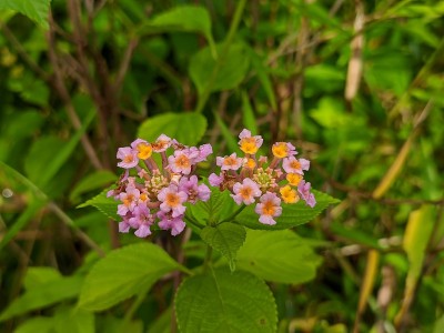马缨丹在早晨开花