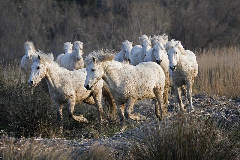 Camargue Horse, Herd小跑穿过沼泽，Saintes Maries de la Me