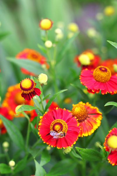 开花Helenium