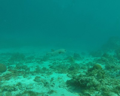 河豚鱼