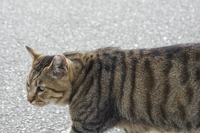 海边的流浪猫