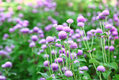 紫色的‘球苋菜’花