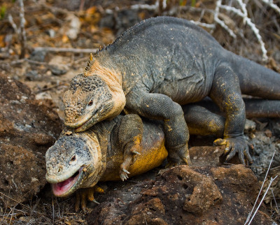 Two land iguanas are fighting with each other.