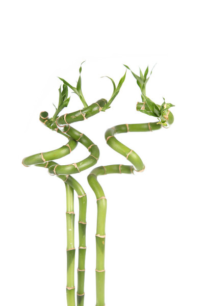 龙兽的绿芽