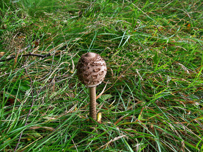 Macrolepiota procera蘑菇