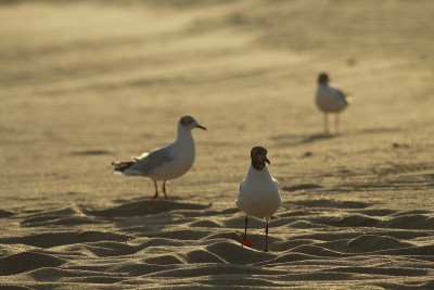 海鸥