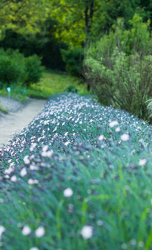 石竹，白色碎花，花