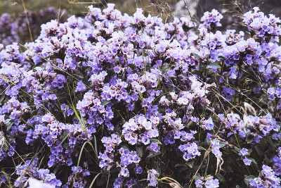 印度的Neelakurinji花