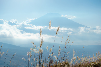 银色的草和富士山