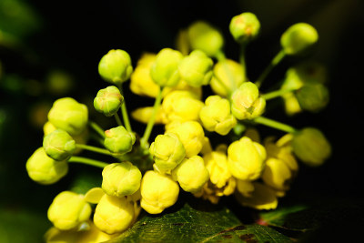 美丽的灌木细部桃花的芽和开花
