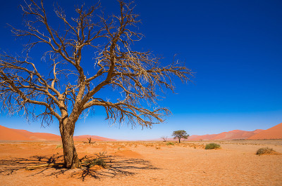 死亡的骆驼刺树和红色的沙丘，Sossusvlei，纳米比亚- naukluft国家公园，纳米比亚