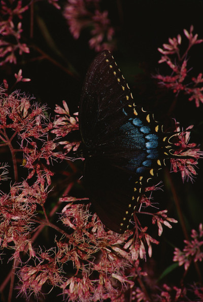 凤蝶(Papilio Troilus)