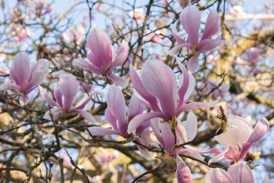 木兰树开花