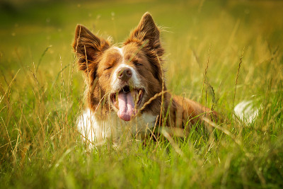 快乐的红色和白色边境牧羊犬在草地上