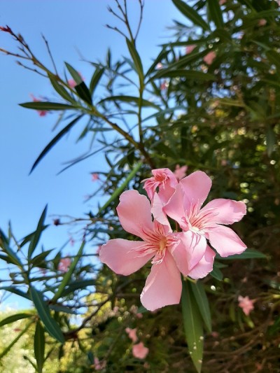 红色粉色花朵