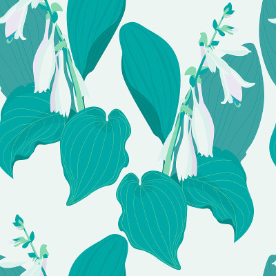 hosta