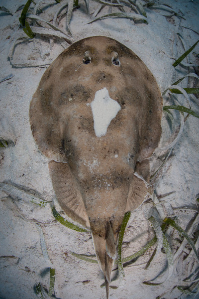 沙滩上的小电流射线