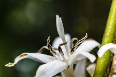 Coffea arabica