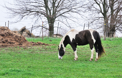 平托Grazing