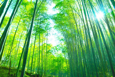 清新的竹林和阳光
