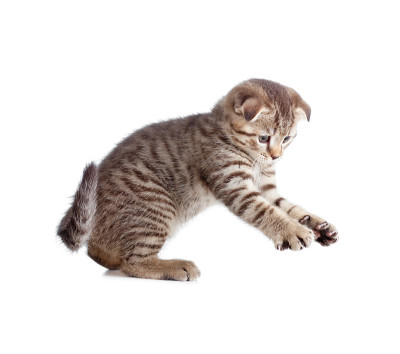 苏格兰小猫抓到孤立的东西