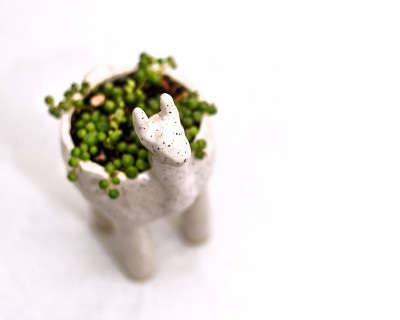 羊驼播种机与土和植物