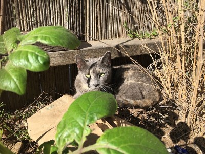 疤面煞星俄罗斯蓝猫