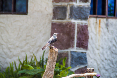 危地马 Atitlan 湖附近的热带知更鸟 Mimus gilvus