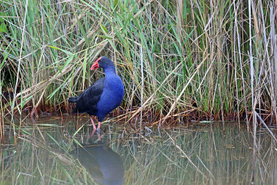 紫色swamphen