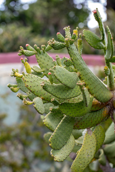 Opuntia ficus-indica