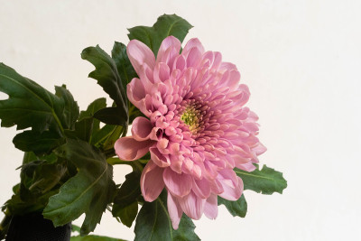 一张粉红色菊花的特写