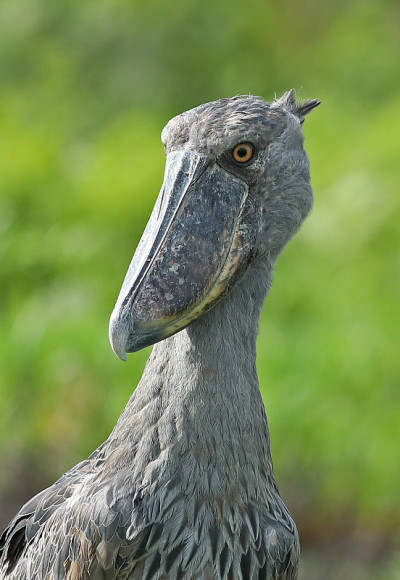 Shoebill