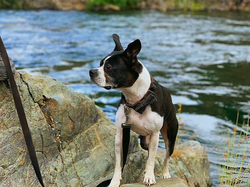 Boston terrier standing proud