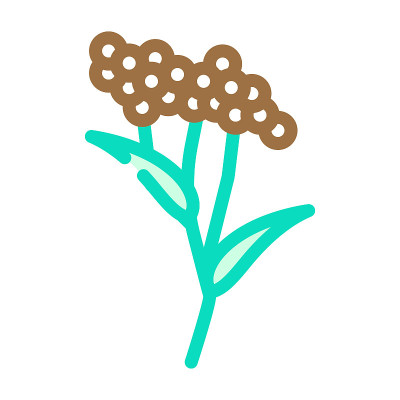 接骨木植物颜色图标矢量插图