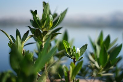 尼罗河边的绿色植物