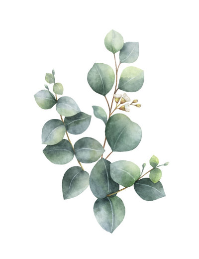 水彩手绘绿色桉树花束。花插图孤立在白色背景上。