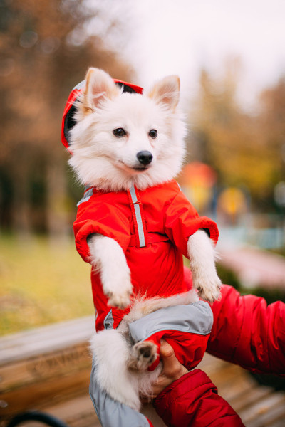 公园里的博美犬