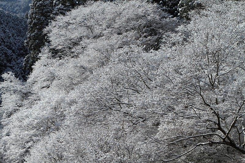 雪花般的花瓣