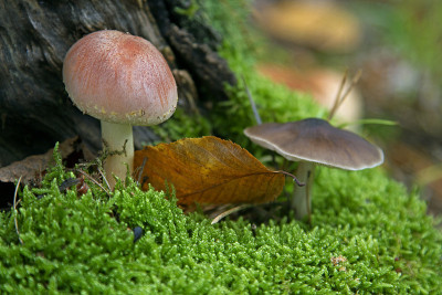 苔藓中的蘑菇