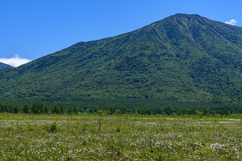 森约加哈拉沼泽和南台山的初夏