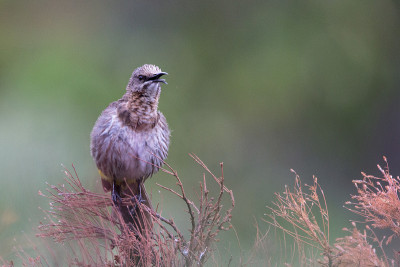 Sugarbird角