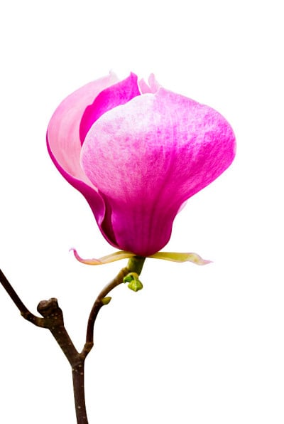 木兰