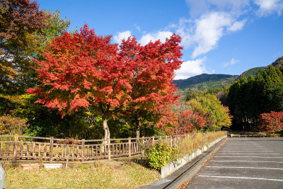 秋天枫叶，日本自然风光
