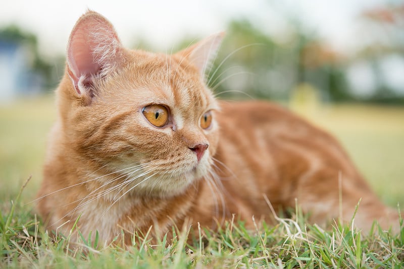 靠近红色可爱的猫眼在公园傍晚的光。