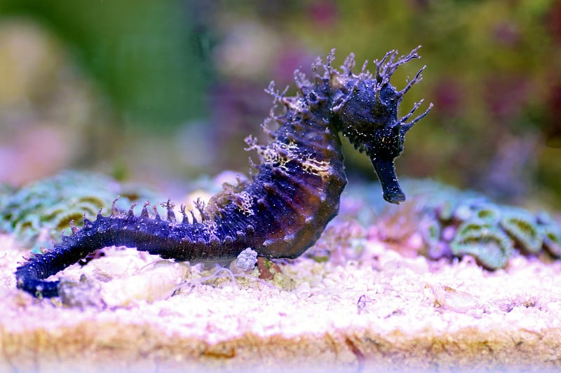 咸水水族缸中地中海海马的剖面图-口状海马