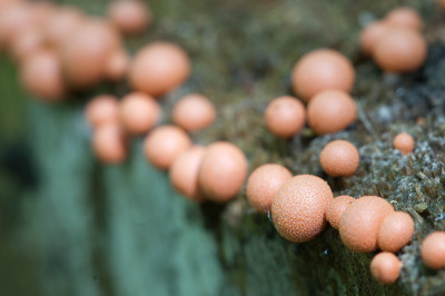 Lycogala epidendrum