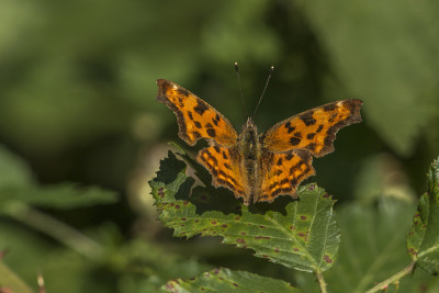 C-Falter (Polygonia c-album)