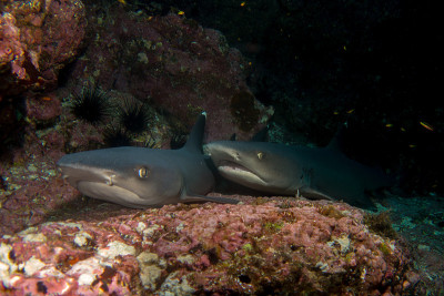 Whitetip shark Cocos island